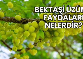 Bektaşi Üzümü Faydaları Nelerdir?