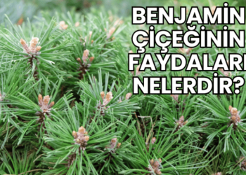Benjamin Çiçeğinin Faydaları Nelerdir?