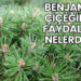 Benjamin Çiçeğinin Faydaları Nelerdir?