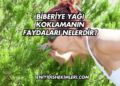 Biberiye Yağı Koklamanın Faydaları Nelerdir?