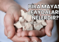 Bira Mayası Faydaları Nelerdir?