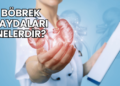 Böbrek Faydaları Nelerdir?