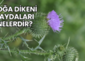 Boğa Dikeni Faydaları Nelerdir?