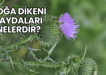 Boğa Dikeni Faydaları Nelerdir?
