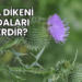 Boğa Dikeni Faydaları Nelerdir?