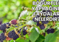 Böğürtlen Yaprağının Faydaları Nelerdir?