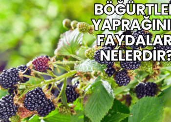 Böğürtlen Yaprağının Faydaları Nelerdir?