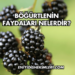 Böğürtlenin Faydaları Nelerdir?