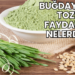 Buğday Çimi Tozu Faydaları Nelerdir?