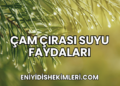 Çam Çırası Suyu Faydaları