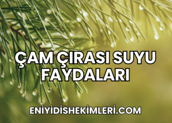 Çam Çırası Suyu Faydaları