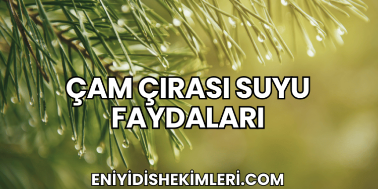Çam Çırası Suyu Faydaları