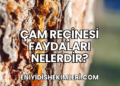 Çam Reçinesi Faydaları Nelerdir?