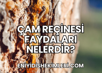 Çam Reçinesi Faydaları Nelerdir?