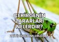Çekirgenin Zararları Nelerdir?