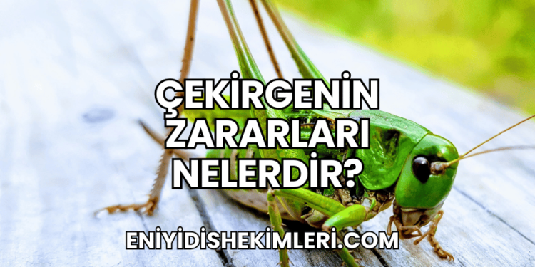 Çekirgenin Zararları Nelerdir?
