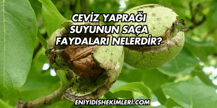 Ceviz Yaprağı Suyunun Saça Faydaları Nelerdir?