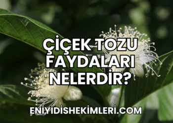 Çiçek Tozu Faydaları Nelerdir?