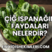 Çiğ Ispanağın Faydaları Nelerdir?