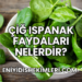 Çiğ Ispanak Faydaları Nelerdir?