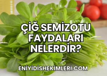 Çiğ Semizotu Faydaları Nelerdir?
