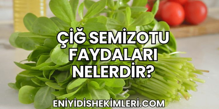 Çiğ Semizotu Faydaları Nelerdir?