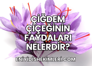 Çiğdem Çiçeğinin Faydaları Nelerdir?