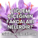 Çiğdem Çiçeğinin Faydaları Nelerdir?
