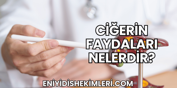 Ciğerin Faydaları Nelerdir?