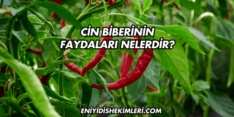 Cin Biberinin Faydaları Nelerdir?
