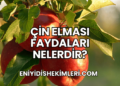 Çin Elması Faydaları Nelerdir?
