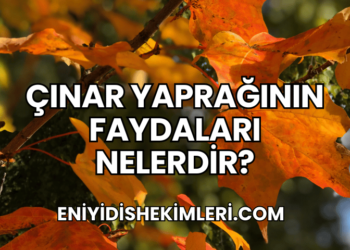 Çınar Yaprağının Faydaları Nelerdir?