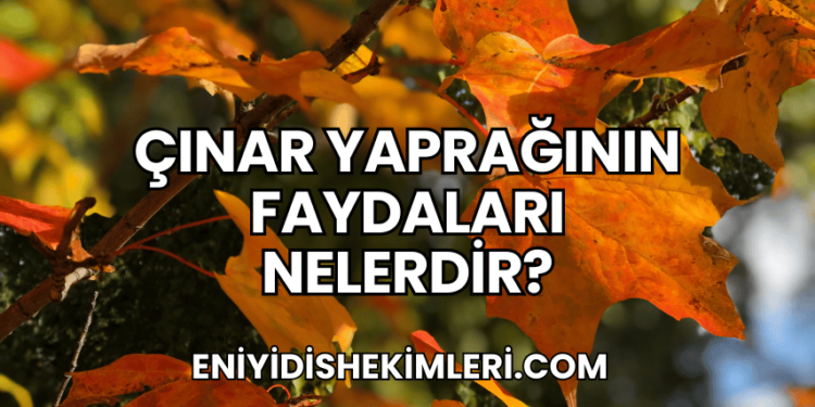 Çınar Yaprağının Faydaları Nelerdir?