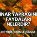 Çınar Yaprağının Faydaları Nelerdir?