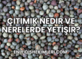 Çıtımık Nedir ve Nerelerde Yetişir?