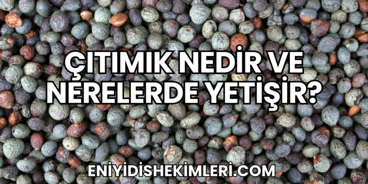 Çıtımık Nedir ve Nerelerde Yetişir?