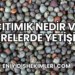 Çıtımık Nedir ve Nerelerde Yetişir?