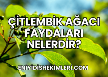 Çitlembik Ağacı Faydaları Nelerdir?