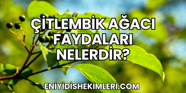 Çitlembik Ağacı Faydaları Nelerdir?