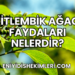 Çitlembik Ağacı Faydaları Nelerdir?