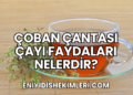 Çoban Çantası Çayı Faydaları Nelerdir?