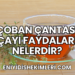 Çoban Çantası Çayı Faydaları Nelerdir?