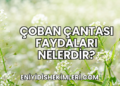 Çoban Çantası Faydaları Nelerdir?