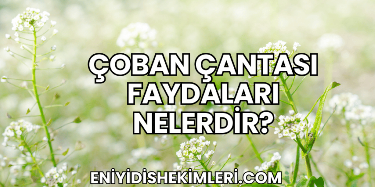 Çoban Çantası Faydaları Nelerdir?
