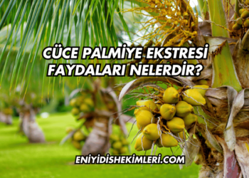 Cüce Palmiye Ekstresi Faydaları Nelerdir?