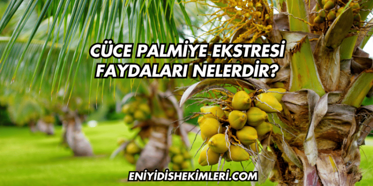 Cüce Palmiye Ekstresi Faydaları Nelerdir?