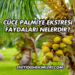 Cüce Palmiye Ekstresi Faydaları Nelerdir?