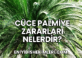 Cüce Palmiye Zararları Nelerdir