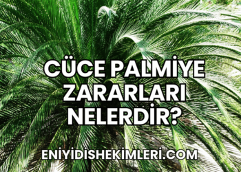 Cüce Palmiye Zararları Nelerdir