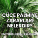 Cüce Palmiye Zararları Nelerdir